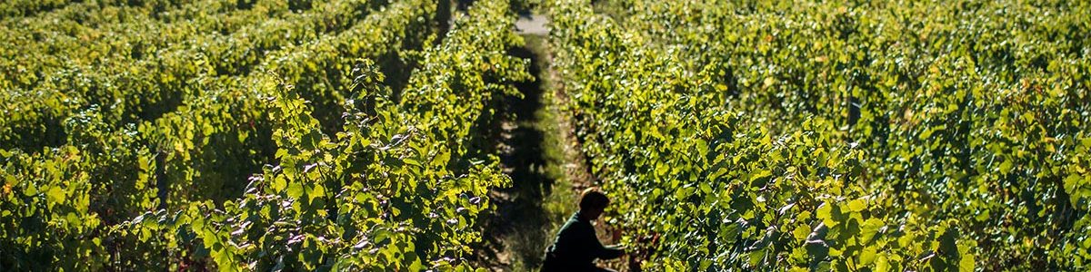 Discover the Alsatian Wine Route