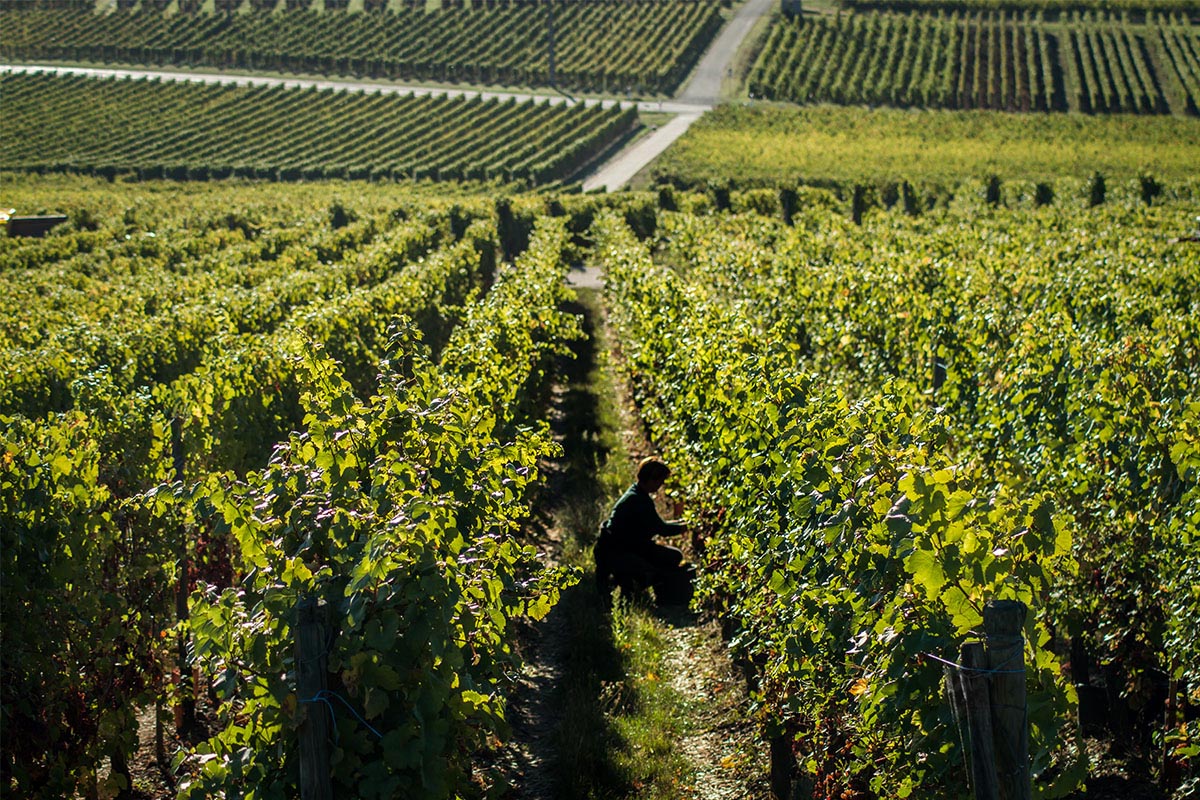 Photo de vignoble alsacien